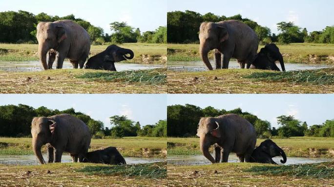 泰国素林的亚洲象泰国素林的亚洲象野生大象