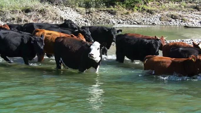 牛群迅速渡河