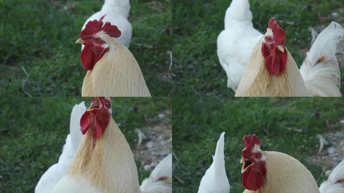 院子里的公鸡公鸡养殖散养鸡
