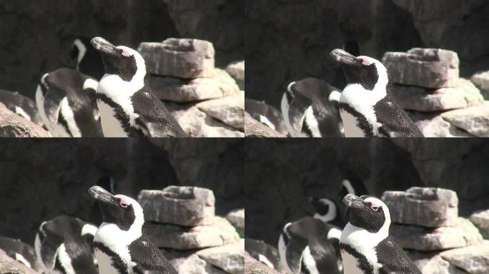 企鹅4 - HD 1080/60i
