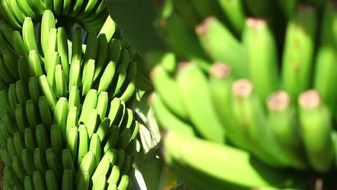 香蕉果园香蕉园热带水果种植香蕉树