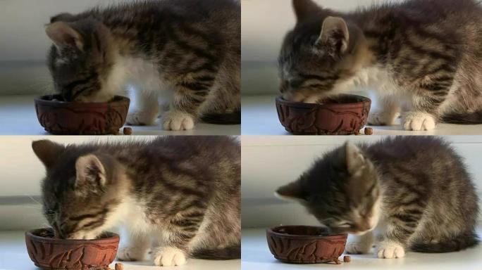 关于宠物的视频小猫吃饭喂猫吃猫粮