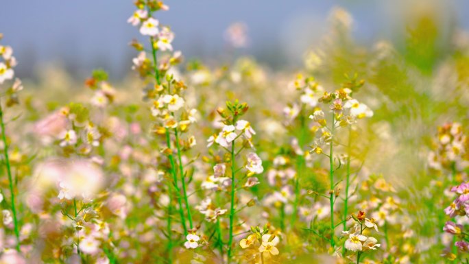 油菜花田D