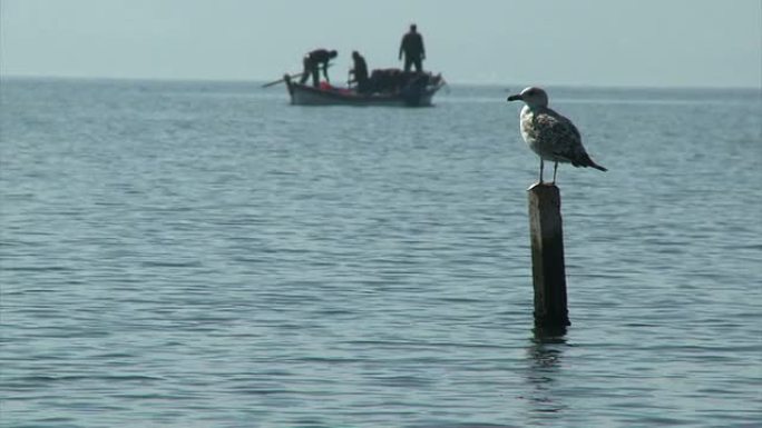 海鸥在杆子上环顾四周，渔民在海上