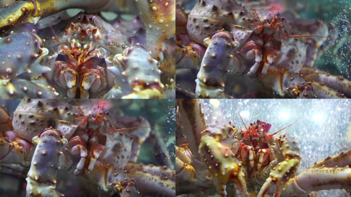 帝王蟹肖像4K大闸蟹海洋生物水产品