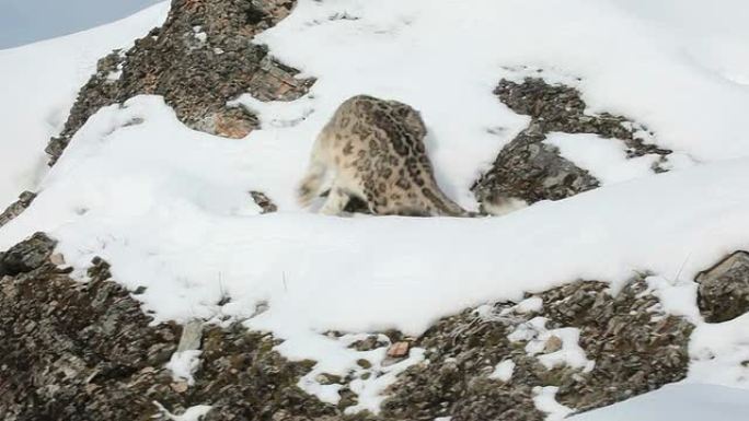 雪豹沿着岩石壁架行走