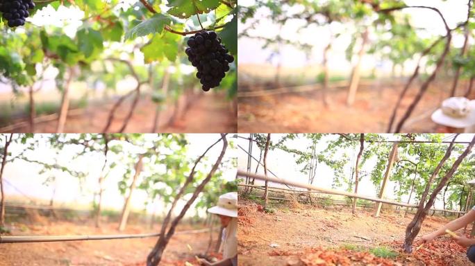 葡萄酒种植者检查葡萄园的土壤质量