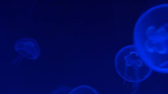 高清水母热带水母海洋大海野生动物