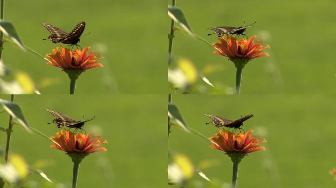 栖息在橙色花朵上的黑蝴蝶