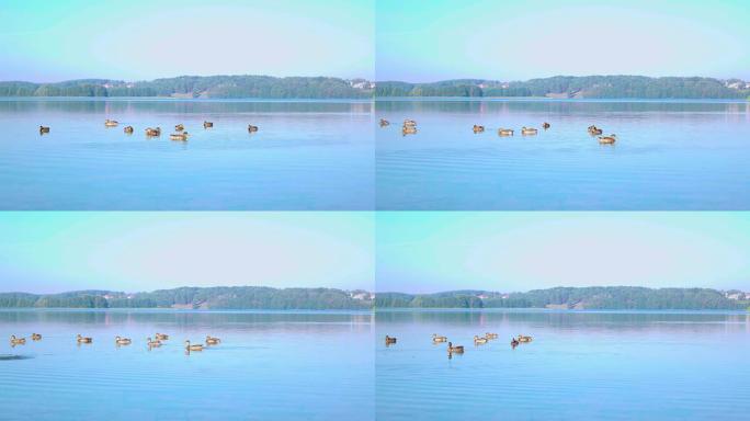 4k湖上的鸭子群