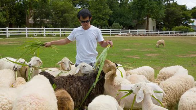 喂养绵羊喂养羊群觅食人工牧场