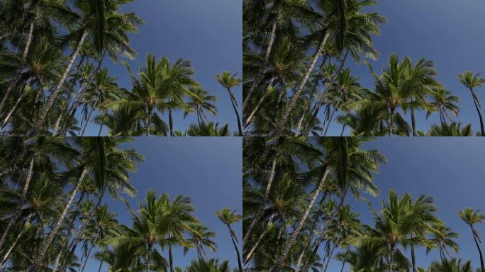 热带棕榈林与晴朗的蓝天