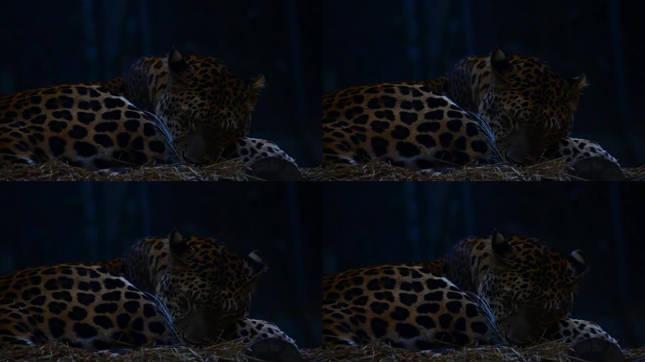 豹纹夜晚晚上野外环境自然生态