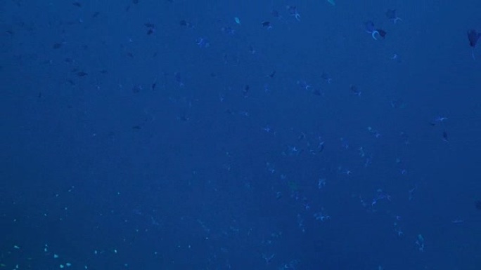 蓝色triggerfish学校在海面游泳 (4K)