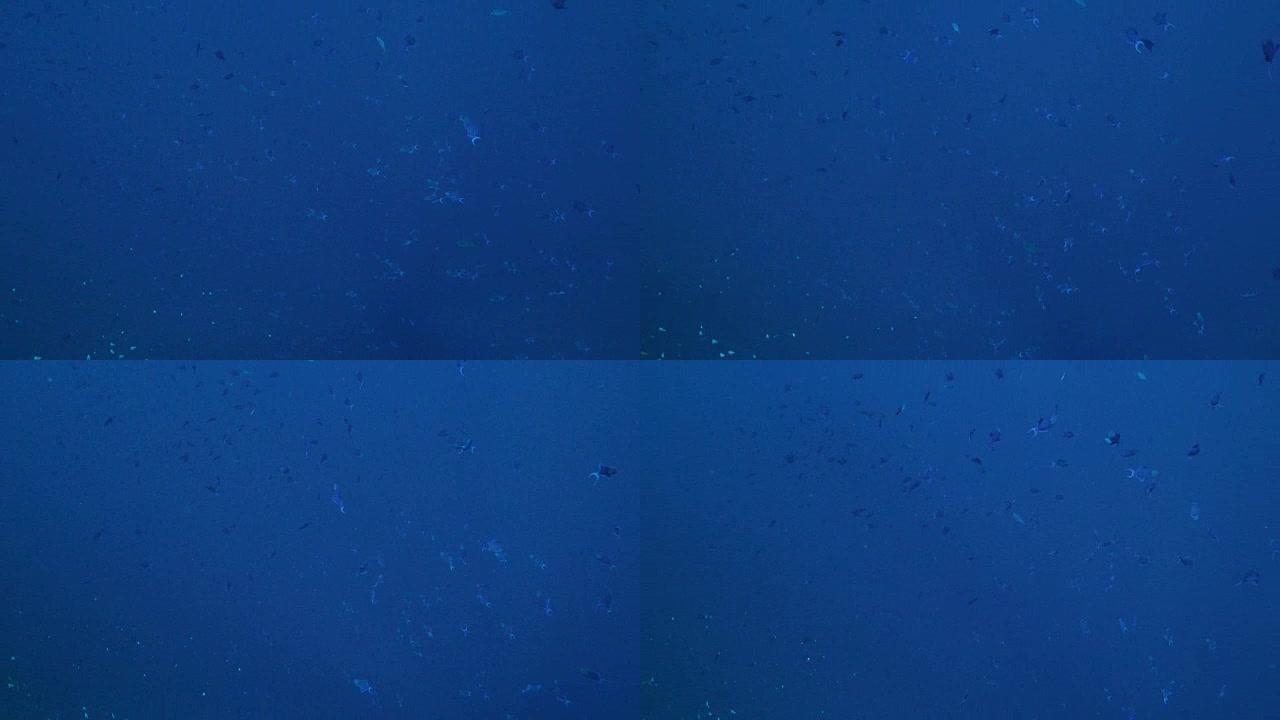 蓝色triggerfish学校在海面游泳 (4K)