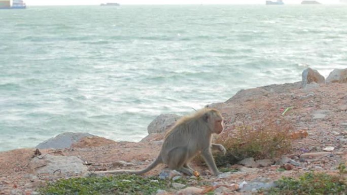 泰国芭堤雅海滩猴子