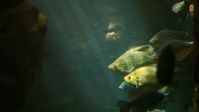 一群黄鱼。水下背景