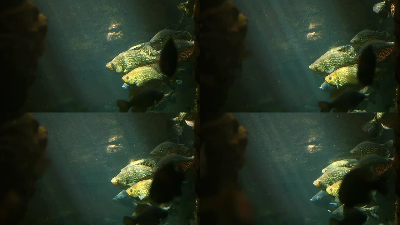 一群黄鱼。水下背景