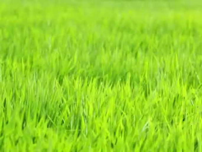 NTSC：风中的稻田（视频）