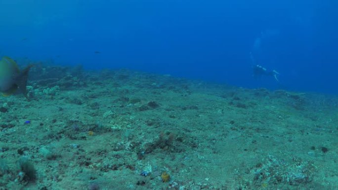 漂流水肺潜水，强流，刺鱼，学校教育，海底