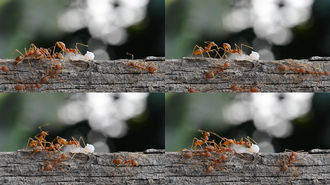 蚂蚁携带食物的微距摄影。