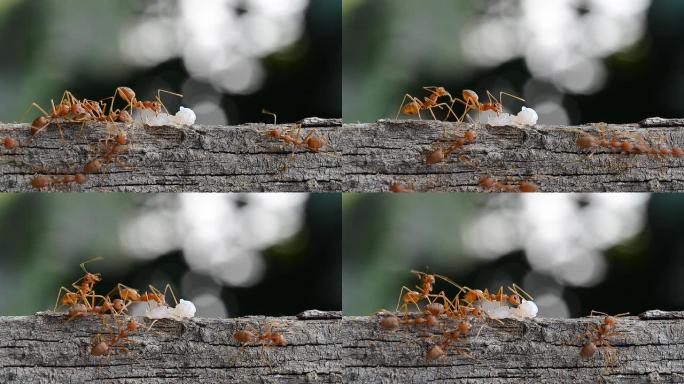 蚂蚁携带食物的微距摄影。