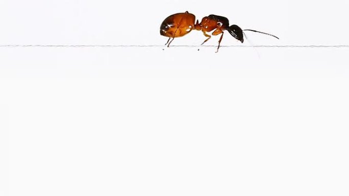 蚂蚁在细绳上移动