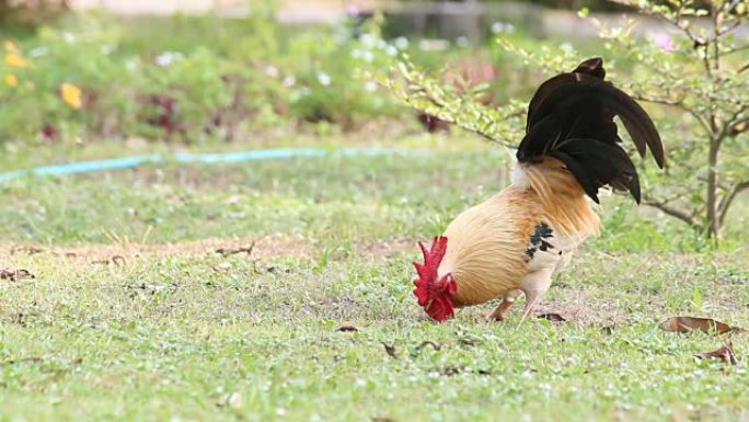 矮脚鸡在地面上寻找食物