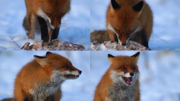 狐狐狸吃东西