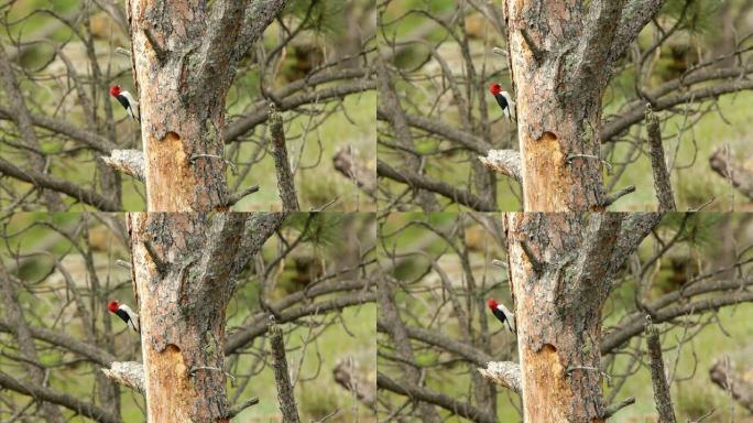 南达科他州红头啄木鸟巢高清视频