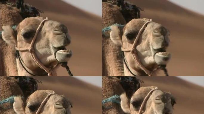 沙漠骆驼特写沙漠骆驼