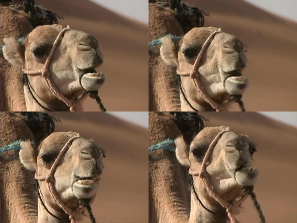 沙漠骆驼特写沙漠骆驼