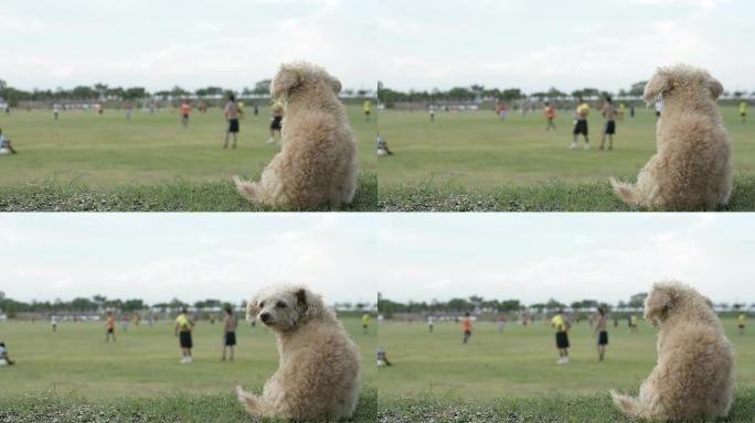 狗看足球。
