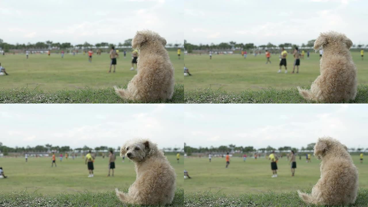 狗看足球。