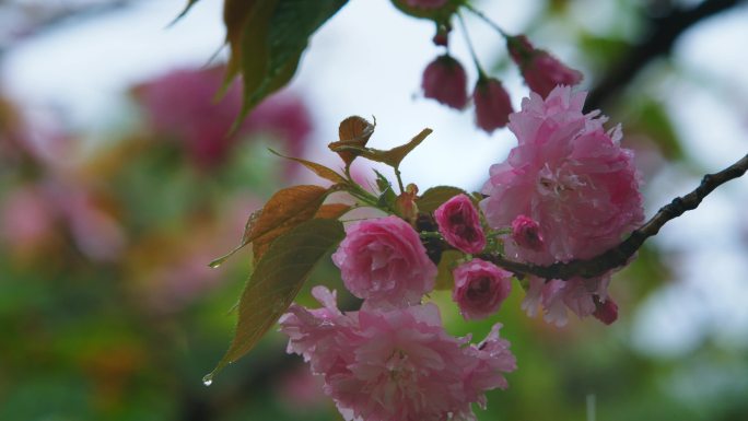 樱花雨滴水滴植物萃取