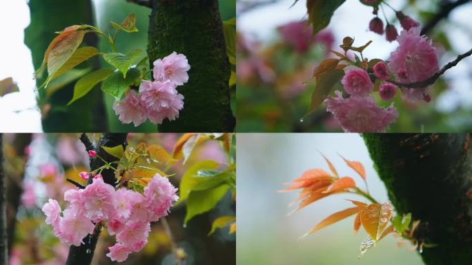 樱花雨滴水滴植物萃取