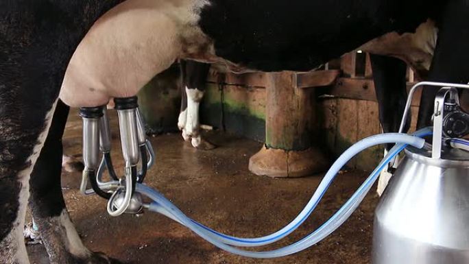 农场里的奶牛挤奶设施
