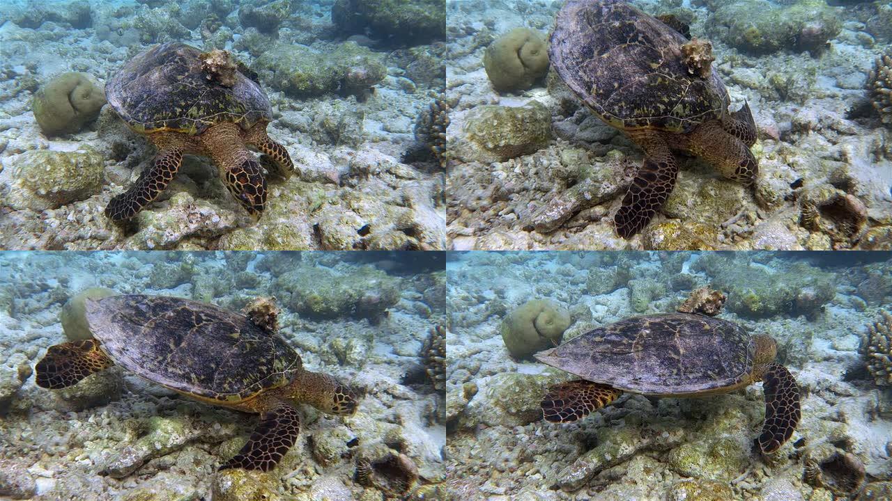 珊瑚礁上的带贝壳的霍克斯比海龟-马尔代夫