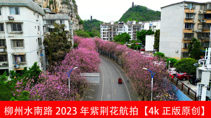 柳州水南路2023年紫荆花航拍