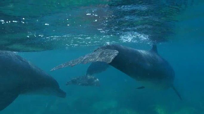 一群在海底游泳的瓶鼻海豚