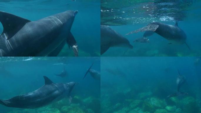 一群在海底游泳的瓶鼻海豚