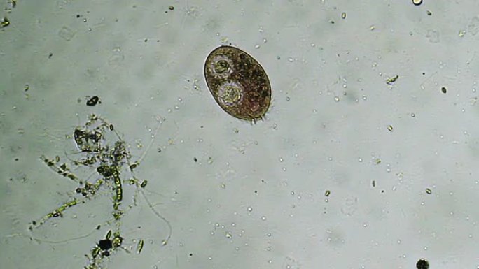 微生物-草履虫