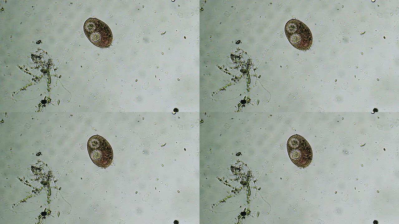 微生物-草履虫