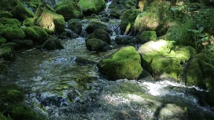 树林中的小溪青苔素材溪流流淌自然生态