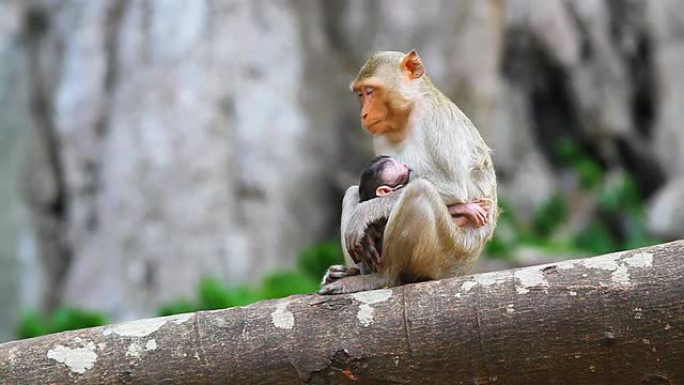 猴子妈妈喂她的孩子