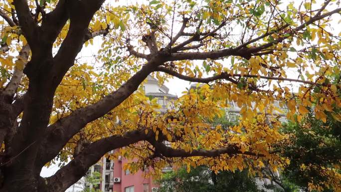 阳光透射树叶满树黄叶