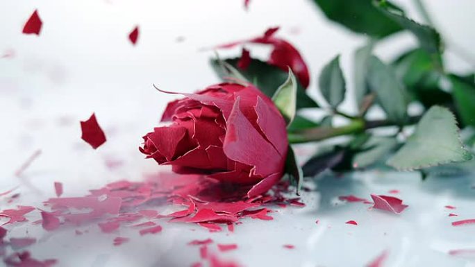 SLO MO冻结的红色玫瑰在白色表面上碎了
