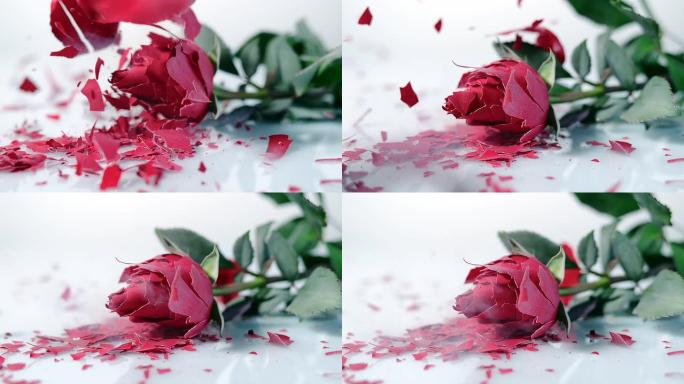 SLO MO冻结的红色玫瑰在白色表面上碎了