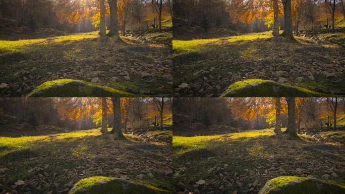 秋天的乡村景观