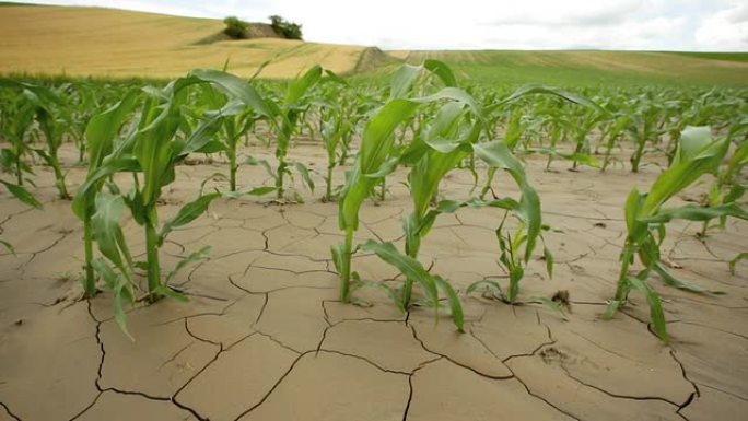 旱地玉米土地龟裂水土流失旱涝保收